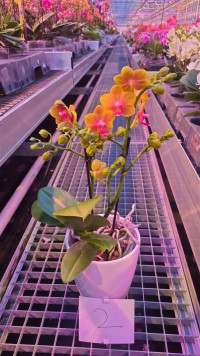Phal 1/2-tak A2 Orange Wax Bloemen 12/45
