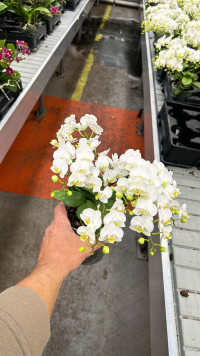Phal A2 3/4-tak Jungle White 12/40