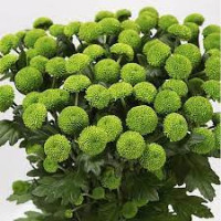 Chr T Baltica Yellow 100g Х5