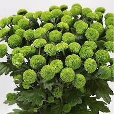 Chr T Baltica Yellow 95g Х5