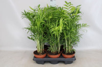 Chamaedorea Elegans 12/40