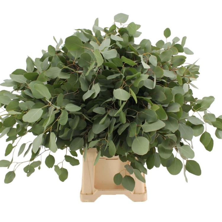 Eucalipt Populus  Blad 40 sm