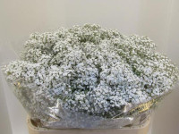 Gypsophila Pa Million Star Holland