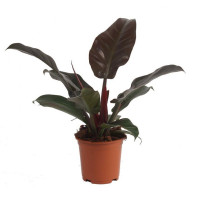 Philodendron Imperial Red 12/30