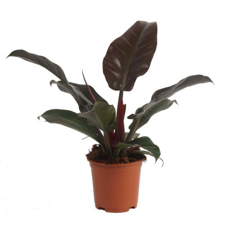 Philodendron Imperial Red 12/30