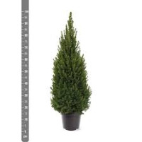 Picea Glauca Perfecta 15/50