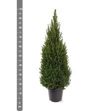 Picea Glauca Perfecta 15/50
