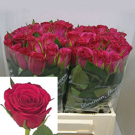 Rose Fuchsiana 40 sm