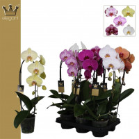 Phal 1-tak A2 Van Geel Mix 12/45