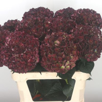 Hydr S Magic Pink Ruby X5 Holland 60