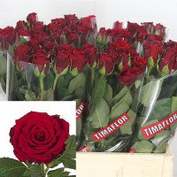 Rose Upper Class 60 sm