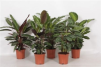 Calathea Gemengd