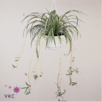 Chlorophytum Atlantic