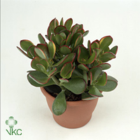 Crassula Sunset