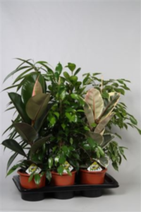 Ficus Basis Mix 3-4 Srt (grower)