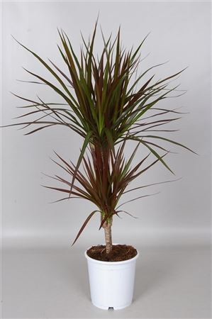 Dracaena Marginata Magenta 17/75