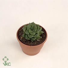 Haworthia Limifolia
