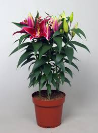 Lilium Or Magny Cours 17/45