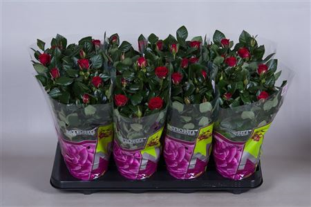 Rosa Patio Isabel Red (grower)