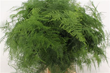 Asparagus Setaceus 1e Veren