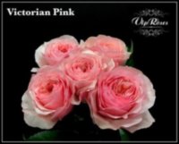 Rose Victori Pink 80 sm