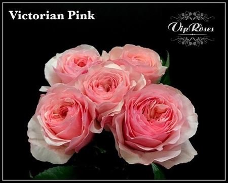 Rose Victori Pink 80 sm