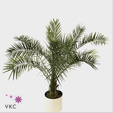 Phlebodium Aureum davana 12/35