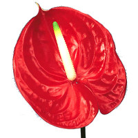 Anthurium S Silvia X15