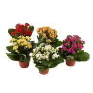 Kalanchoe Mix+keramik 8/15 - 105.970x0