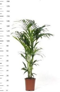 Howea Forsteriana 24/140