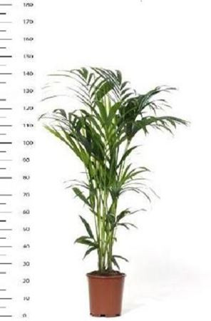 Howea Forsteriana 24/140