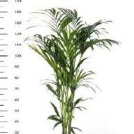 Howea Forsteriana 24/140 - X1013907_V_1