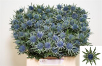 Eryngium Magnetar Qstar 50 sm X10
