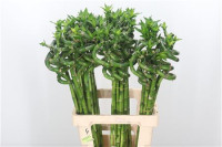 Dried Palm Spear Natural
