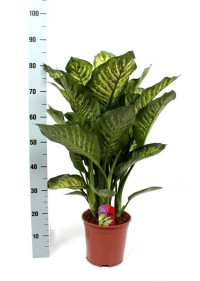 Dieffenbachia Reflector 17/55