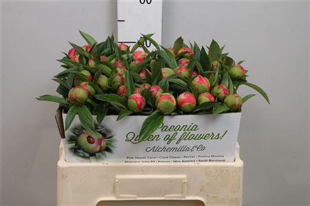 Paeonia Coral Charm X10