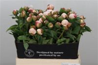 Paeonia Festiva Maxima X10 Holland