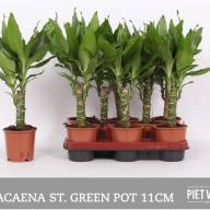Dracaena Frag Steudneri 17/80 - Dracaena Frag Steudneri 11