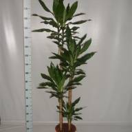 Dracaena Frag Steudneri 17/80 - B021464_0014922522_V_1 (1)