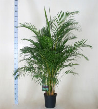 Dypsis Lutescens 24/150