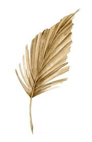 Droog Palmspear Naturel 30sm X10