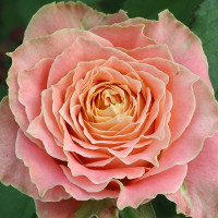 Rose Count Louise 40 sm