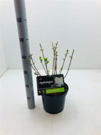Hydrangea Paniculata 19/45