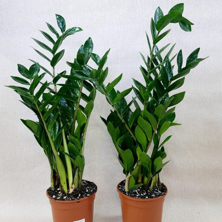 Zamioculcas 12/35
