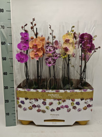 Phal 2-tak Limited Mix Phalaenova 12/65