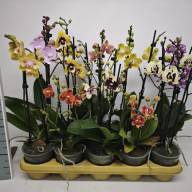 Phal 2-tak Limited Mix Phalaenova 12/65 - зображення_viber_2025-05-09_18-12-12-767