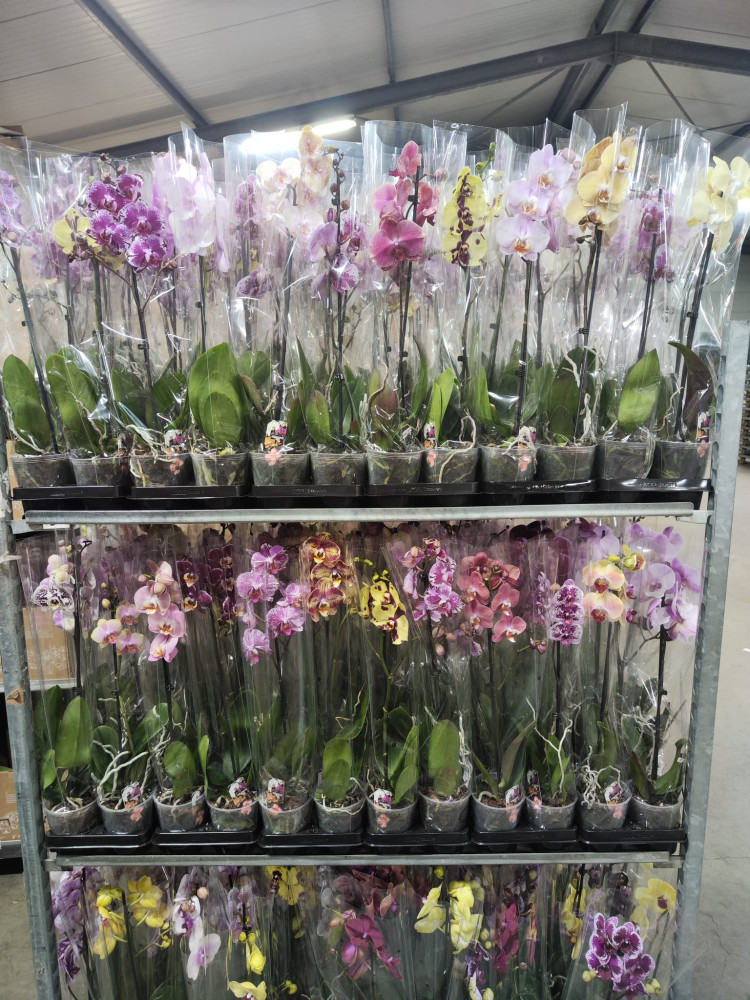 Phal A2 1-tak Phalaenova Mix 12/60