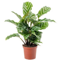 Calathea Makoyana 14/55