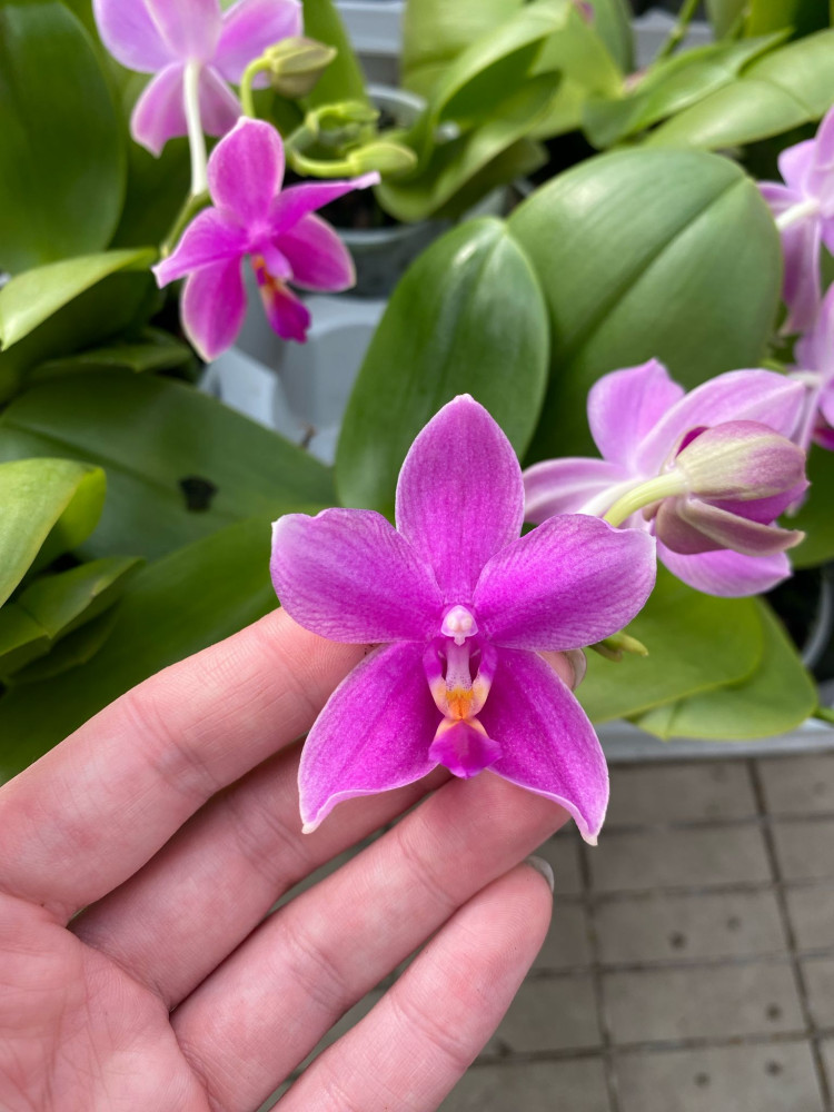 Phal 2/3-tak A2 Red Lips 12/65
