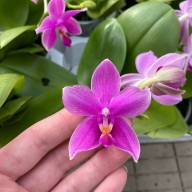 Phal 2/3-tak A2 Red Lips 12/65 - IMG-20240213-WA0027